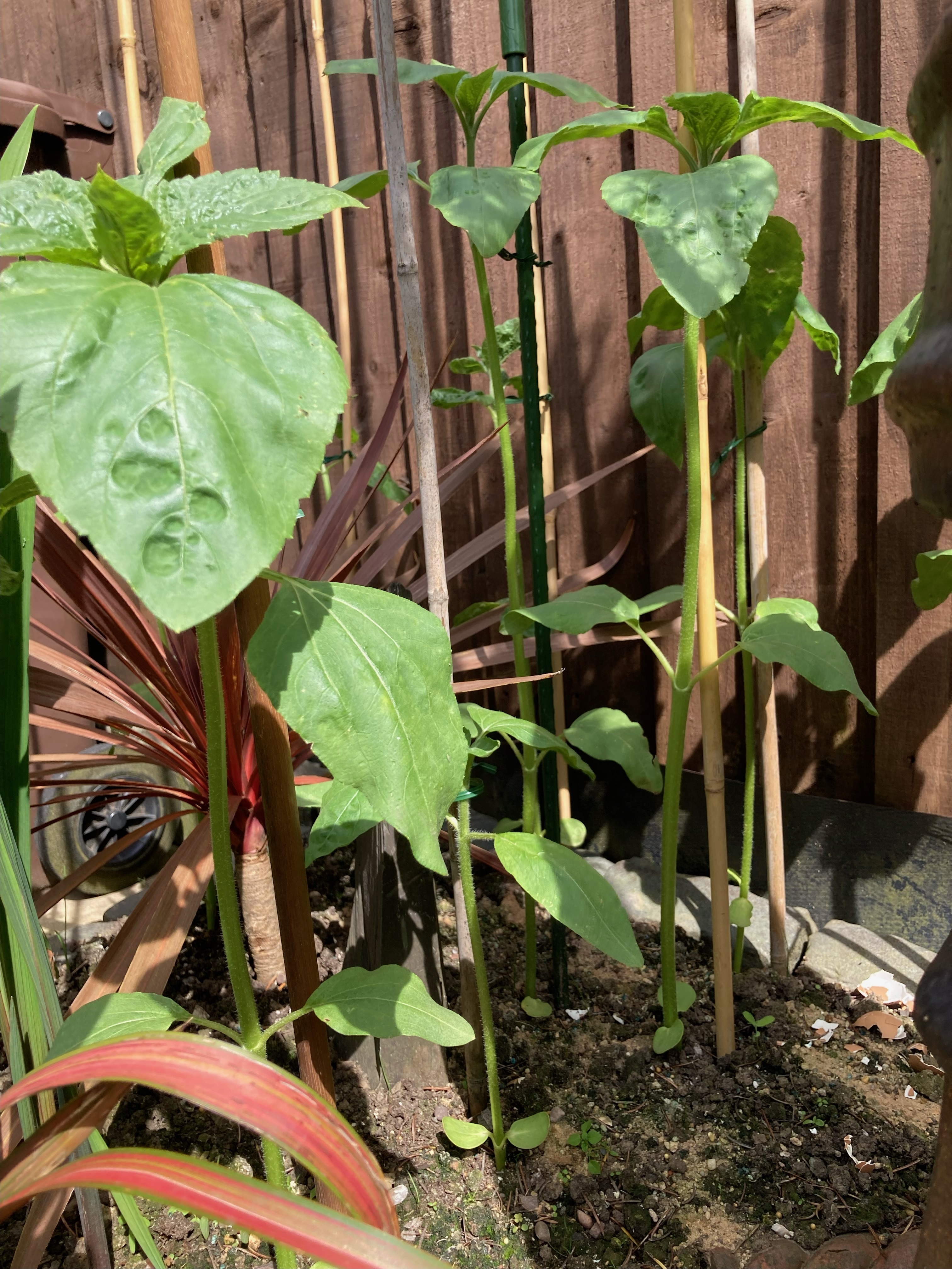 Brin W My tallest sunflower (at the back) is 26" (66cm) 