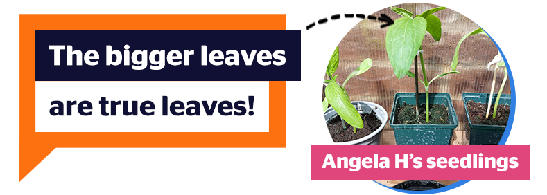 The bigger leaves are true leaves. Here's a picture of Angela H's sunflower seedlings from last year. We have drawn an arrow pointing to the top leaves which are much bigger, more pointed and thicker.