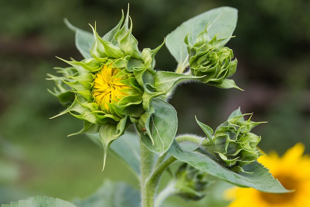 sunflower buds (Image by Moira Gibson from Pixabay )